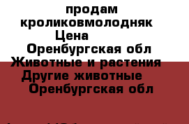 продам кроликовмолодняк › Цена ­ 400 - Оренбургская обл. Животные и растения » Другие животные   . Оренбургская обл.